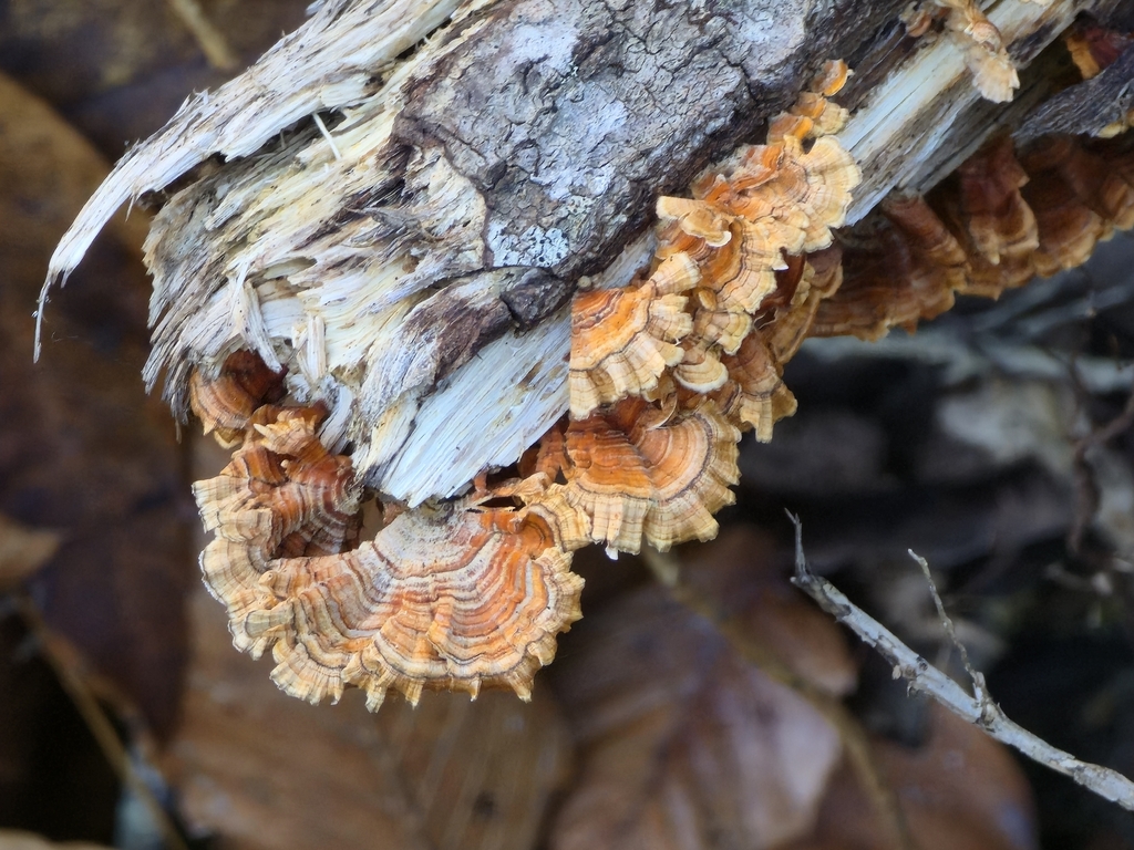 Stereum complicatum · November 2025 · photo: © cvharris (iNaturalist, cc0)