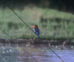 Halcyon cyanoventris