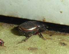 Onthophagus vinctus