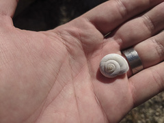 Cahuillus indioensis