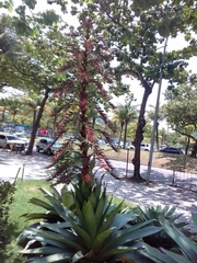 Alcantarea imperialis
