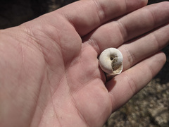 Cahuillus indioensis