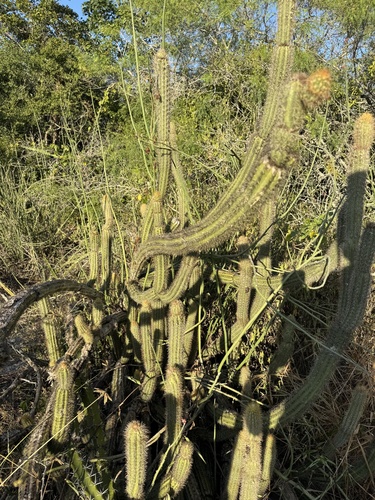 Pilosocereus gaumeri, photograph 4