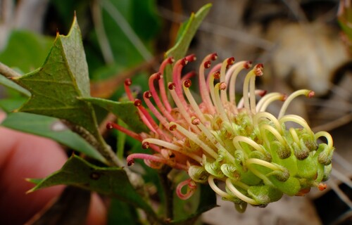 Enfield Grevillea (Grevillea bedggoodiana)