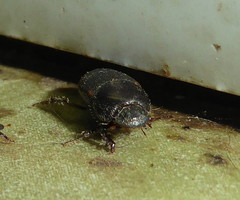 Onthophagus vinctus