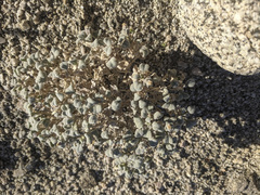 Psathyrotes ramosissima