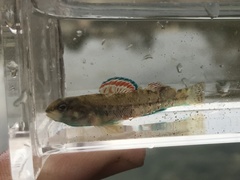 Etheostoma lepidum