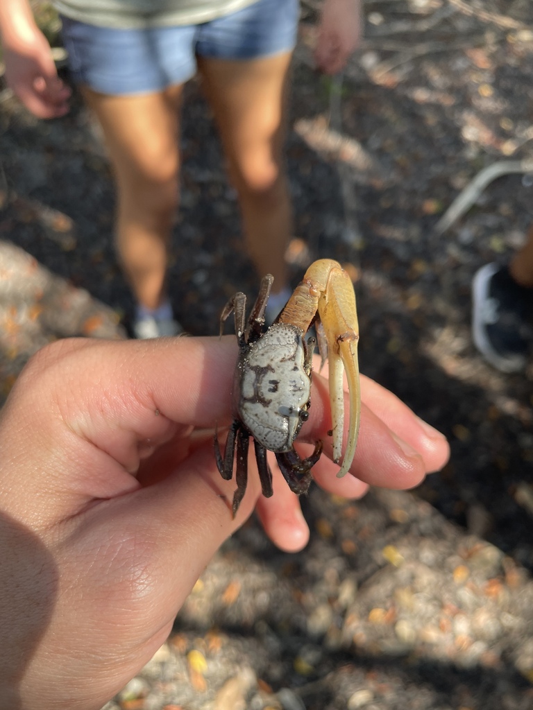 Rapacious Fiddler Crab