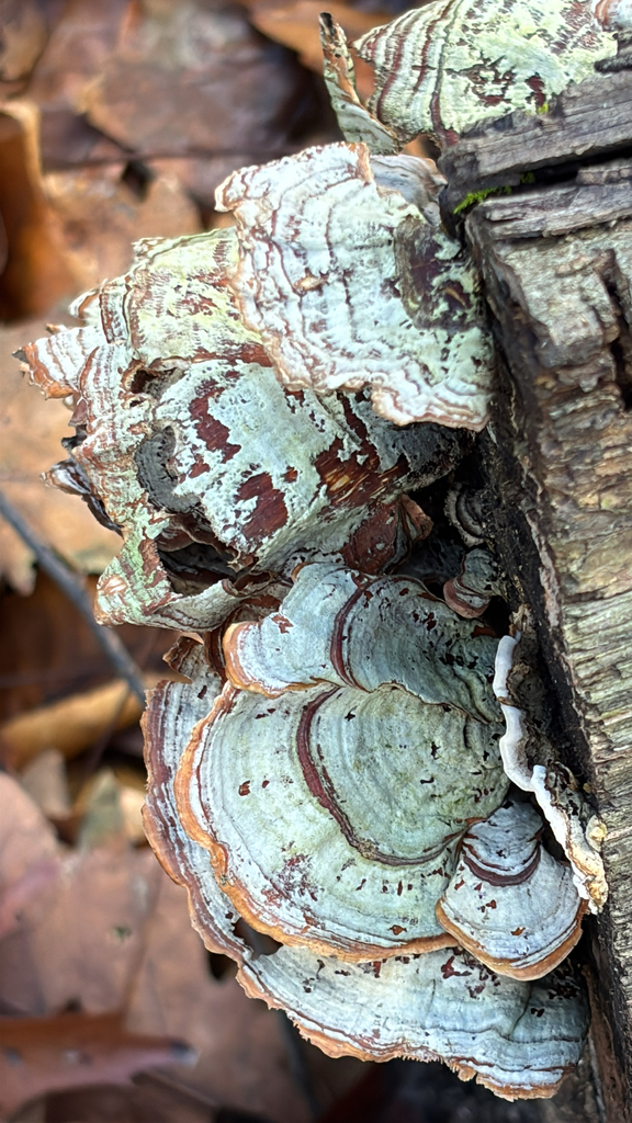 Stereum lobatum · November 2025 · photo: © americancarpenter4 (iNaturalist, cc-by)