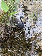 Egretta tricolor image