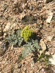 Lomatium mohavense