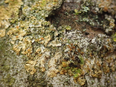 Xanthoriicola physciae