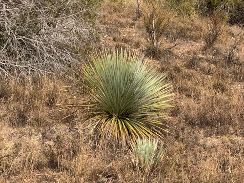 Dasylirion wheeleri