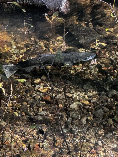Chinook Salmon, Marin County, CA, USA, photo 9 of 10
