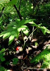 Podophyllum hexandrum