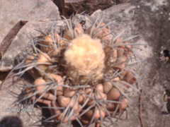Discocactus