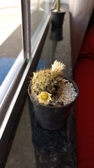 Mammillaria prolifera