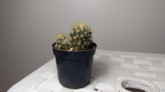 Mammillaria prolifera