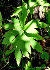 Podophyllum hexandrum