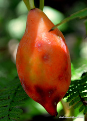 Podophyllum hexandrum