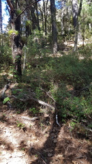 Clinopodium macrostemum