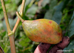 Podophyllum hexandrum