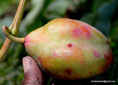 Podophyllum hexandrum