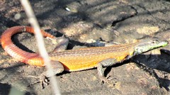 Platysaurus lebomboensis