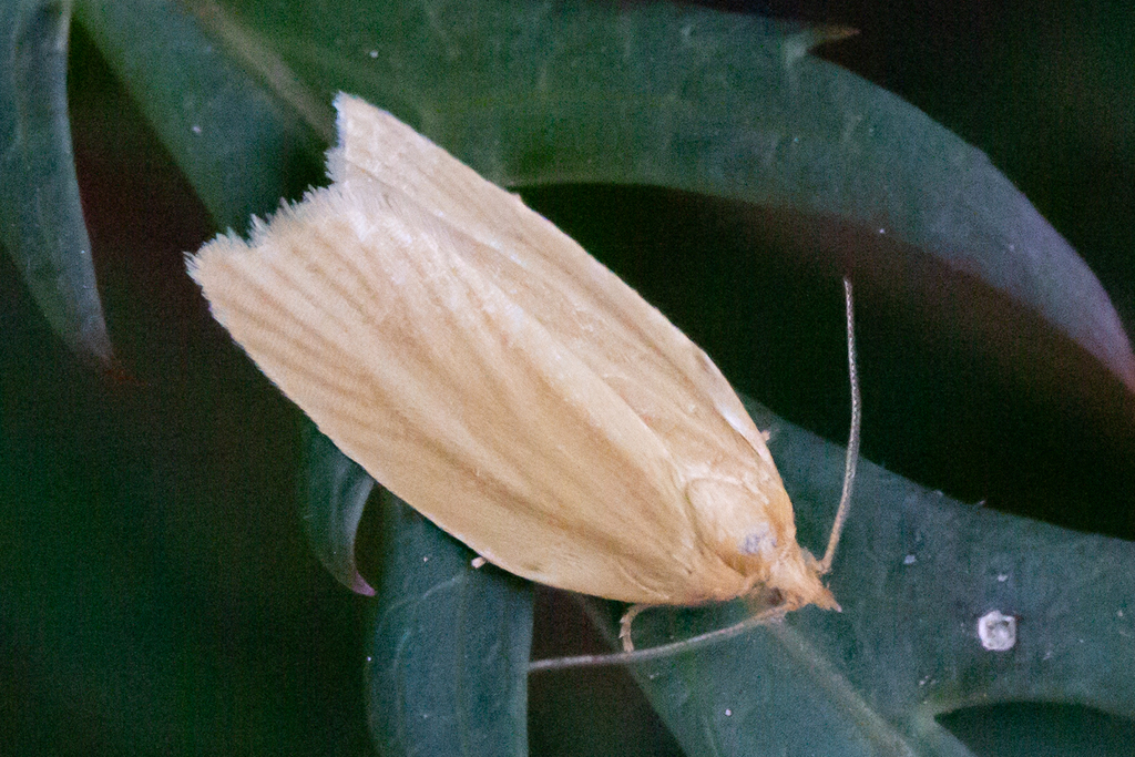 Clemens' Clepsis Moth