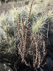 Astrolepis cochisensis