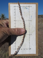 Astrolepis cochisensis