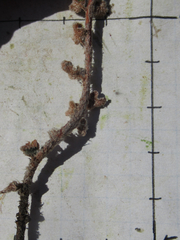 Astrolepis cochisensis