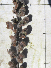 Astrolepis cochisensis