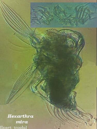 Hexarthra mira