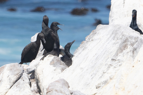 iNaturalist: (c) Abby Sesselberg, some rights reserved (CC BY-NC), uploaded by Abby Sesselberg iNaturalist image