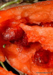 Podophyllum hexandrum