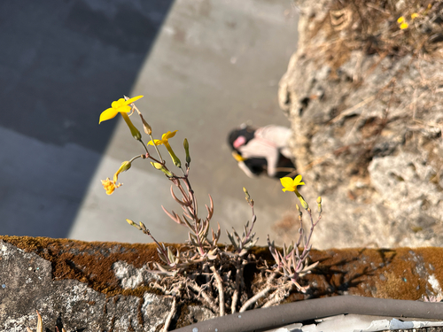 Kalanchoe ceratophylla, photograph 2