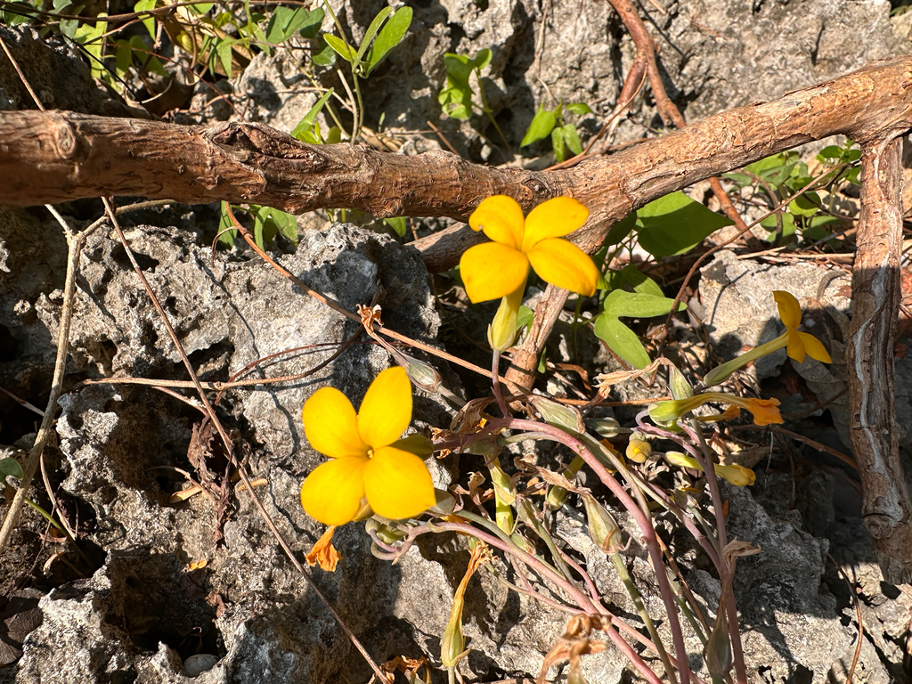 Kalanchoe ceratophylla; photograph (c) Jaw-Jian La, some rights reserved (CC BY)