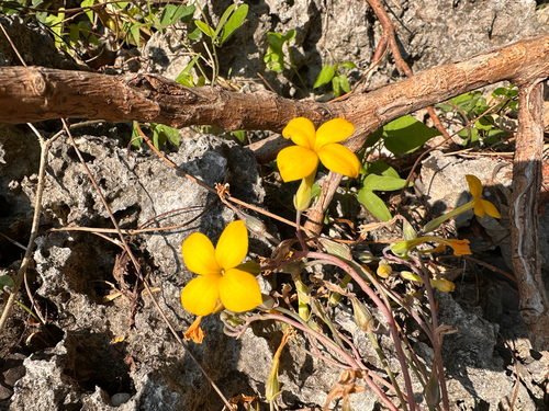 Kalanchoe ceratophylla (Kalanchoe ceratophylla)
