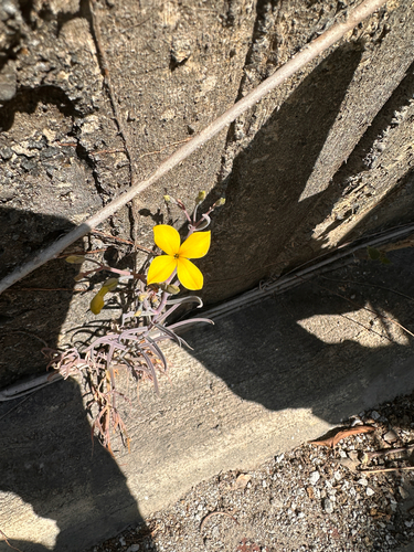 Kalanchoe ceratophylla, photograph 1