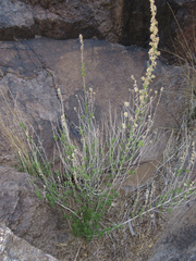 Brickellia laciniata