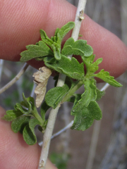 Brickellia laciniata