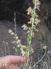 Brickellia laciniata