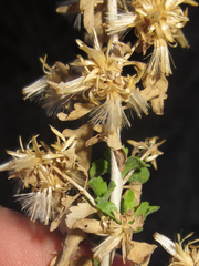 Brickellia laciniata