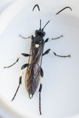 Ichneumon deliratorius