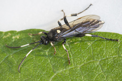 Ichneumon deliratorius