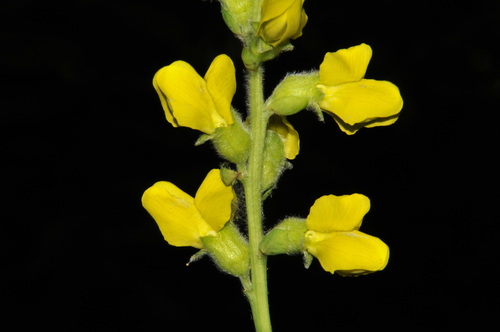 Aaron's rod (Thermopsis villosa)