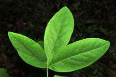 Thermopsis villosa, photograph (c) Brian Finzel, some rights reserved (CC BY-SA)