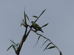 Treron griseicauda