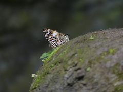 Symbrenthia hypselis